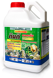 ดินดี ออกดอกเต็ม