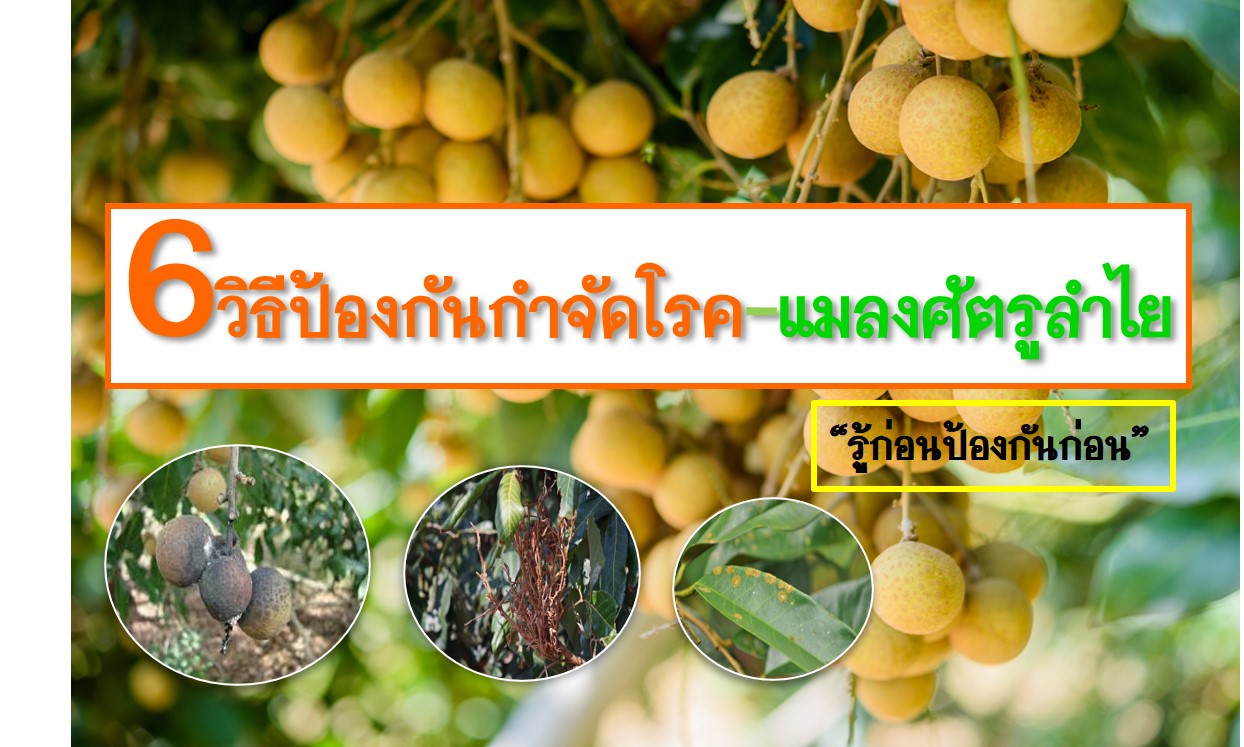 ปุ๋ยลำไย