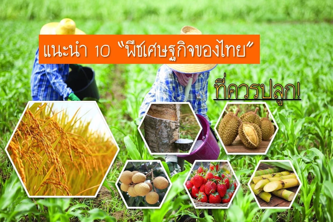 ปุ๋ยลำไย