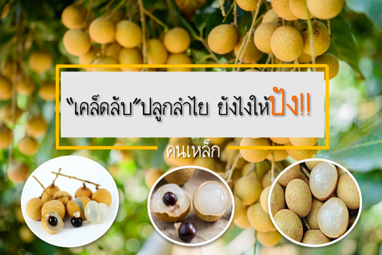 ปุ๋ยลำไย