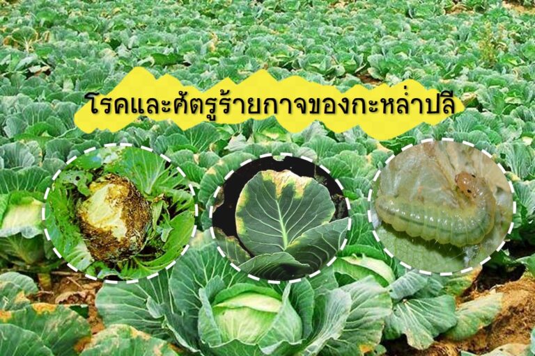 ปุ๋ยลำไย